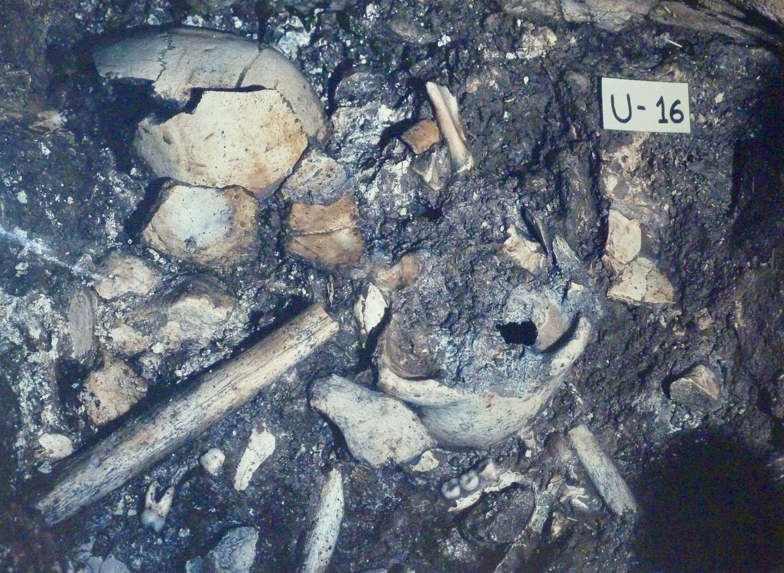 Αστροναύτες σε χειμερία νάρκη: Έλληνας καθηγητής σε πρόγραμμα της NASA μετά την ανακάλυψη…